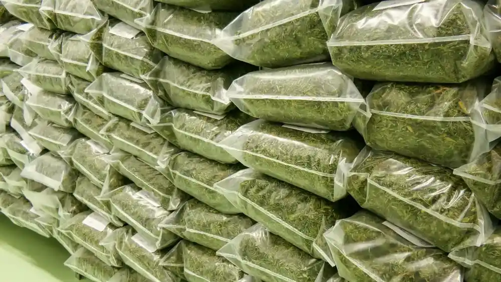 شوید خشک شرکتی خالص با فرآوری بهداشتی و استاندارد